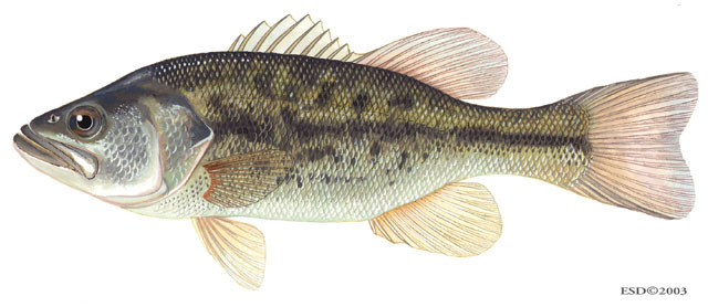 Micropterus salmoides