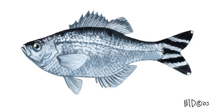 Euteleostomi