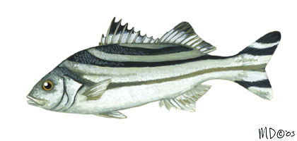 Deuterostomia