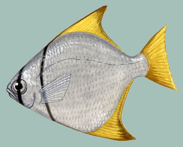 Euteleostomi