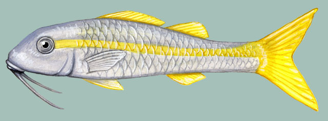 Mulloidichthys_martinicus