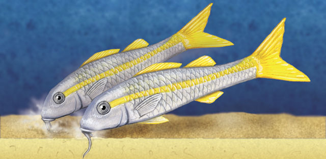 Mulloidichthys