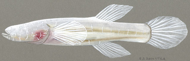 Photo of Typhlichthys subterraneus