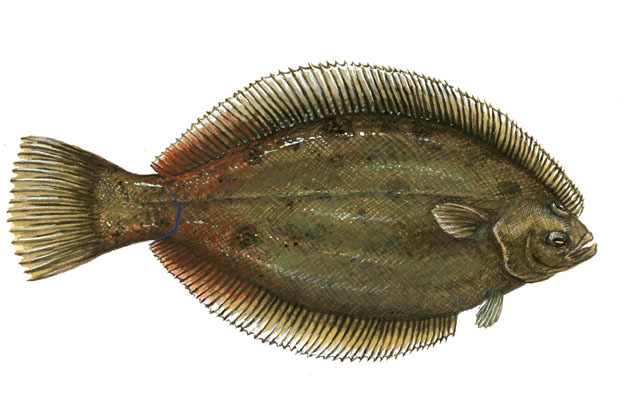 Deuterostomia