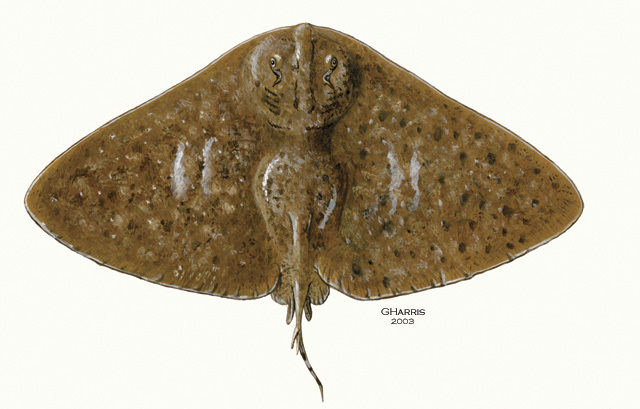 Gymnura altavela