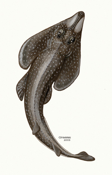 Deuterostomia