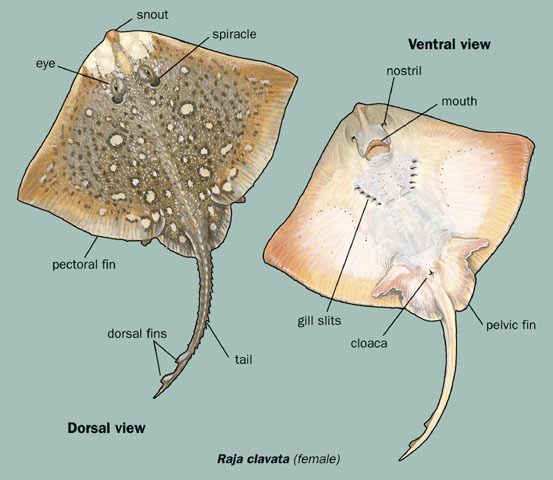 Eumetazoa