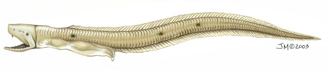 Euteleostomi