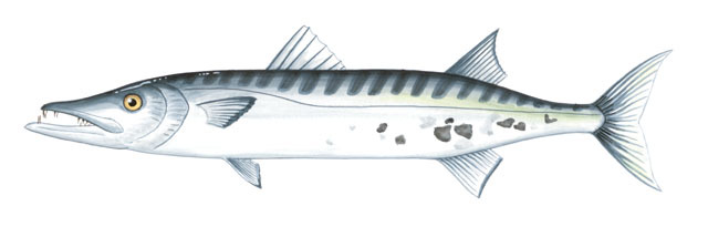 Euteleostomi