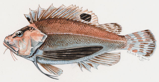 Euteleostomi