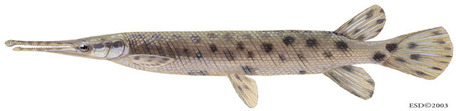 Lepisosteidae