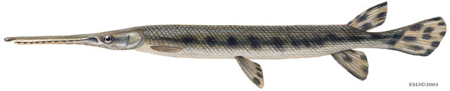 Lepisosteidae