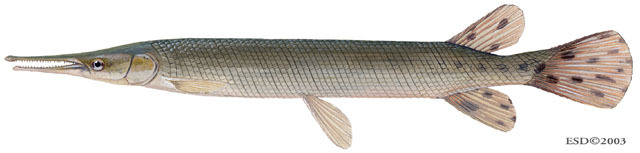 Euteleostomi