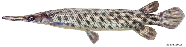 Euteleostomi