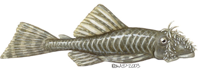 Euteleostomi