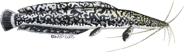 Photo of Clarias gariepinus