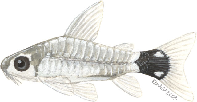 Actinopterygii