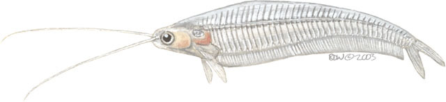 Euteleostomi