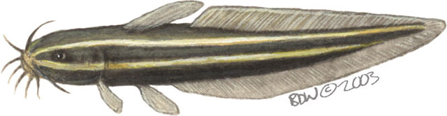 Plotosus_lineatus