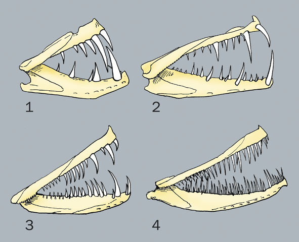 Chordata