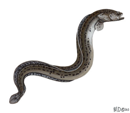 Deuterostomia