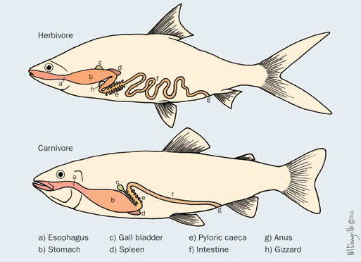 Euteleostomi