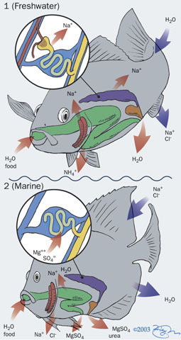 Craniata