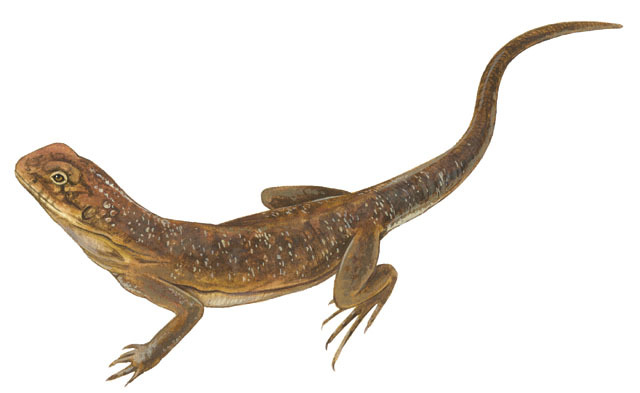 Deuterostomia