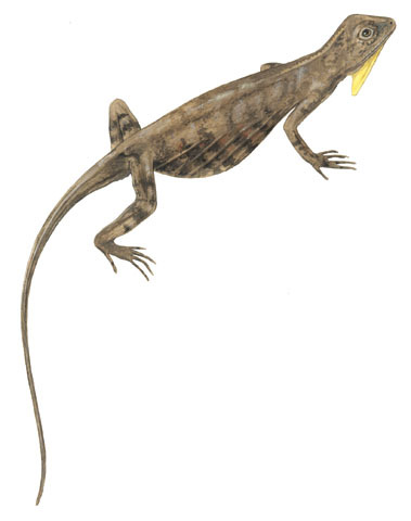 Deuterostomia