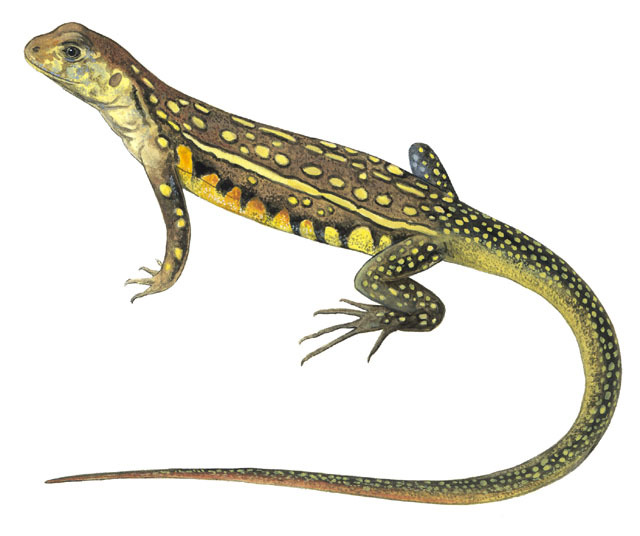 Leiolepis_belliana