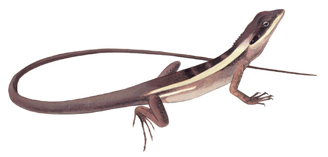 Lophognathus_longirostris