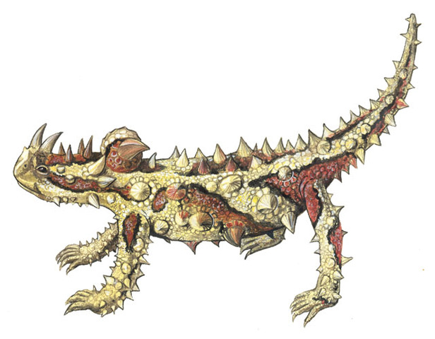 Photo of Moloch horridus