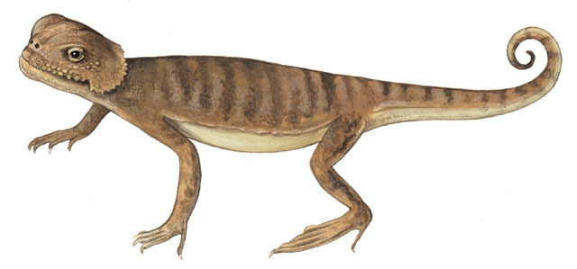 Phrynocephalus_mystaceus