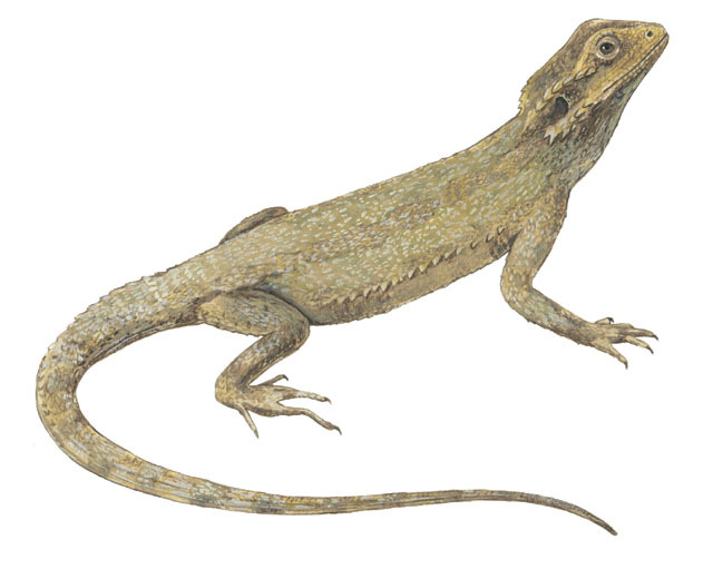 Deuterostomia