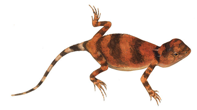 Deuterostomia