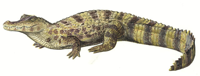 Caiman crocodilus