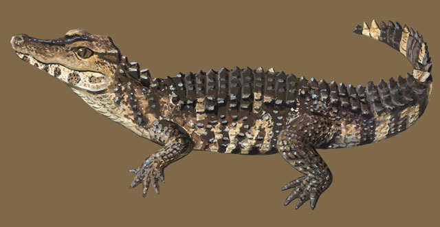 Paleosuchus_trigonatus