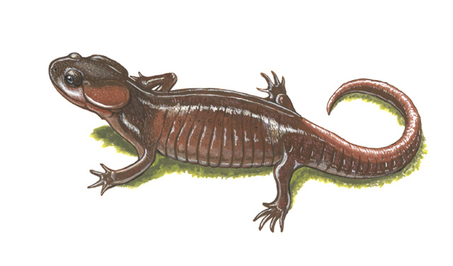 Ambystoma