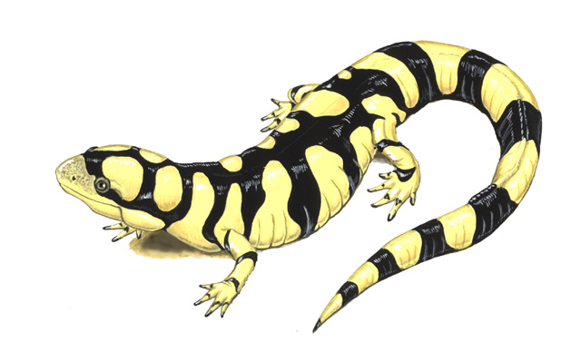 Ambystoma