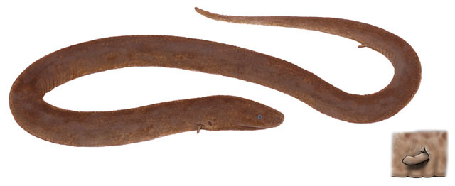 Euteleostomi