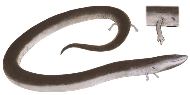 Amphiuma_tridactylum