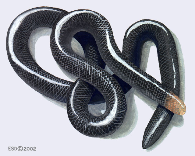 Typhlophis_squamosus