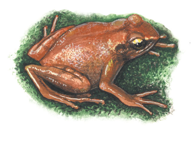 Photo of Arthroleptis affinis