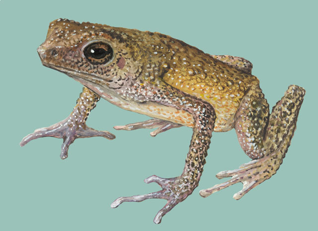 Tetrapoda