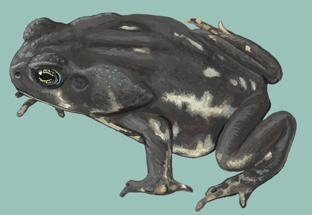 Rhinella marina