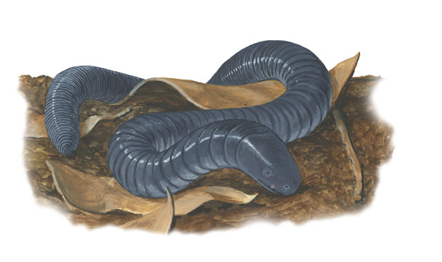 Dermophis_mexicanus