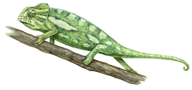 Squamata