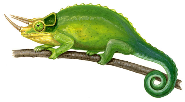 Squamata