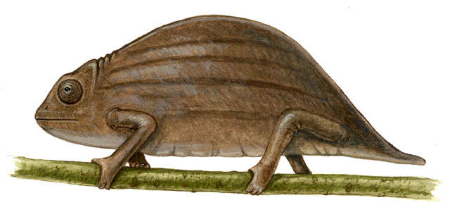 Deuterostomia