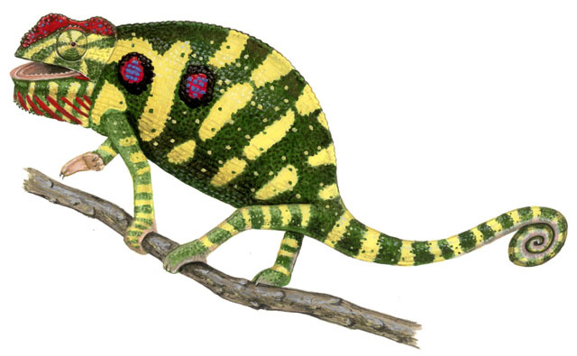 Photo of Furcifer minor